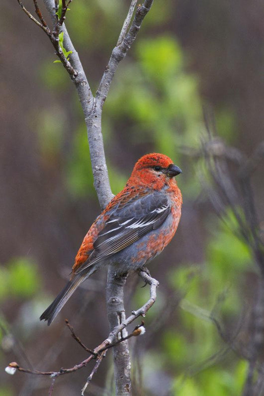 Male Pine Grosbeak Perched On Willow Branch Wall Mural