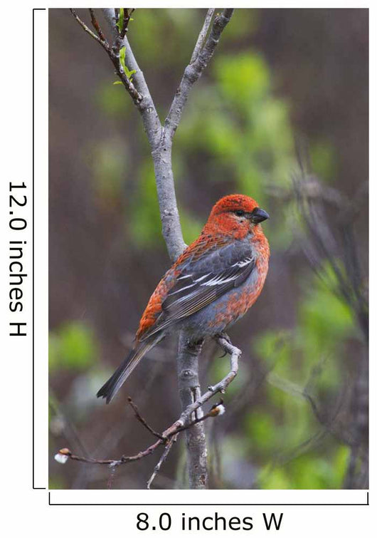 Male Pine Grosbeak Perched On Willow Branch Wall Mural