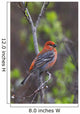 Male Pine Grosbeak Perched On Willow Branch Wall Mural