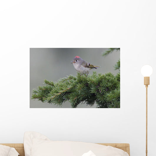 Ruby-Crowned Kinglet Perched Wall Mural
