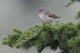 Ruby-Crowned Kinglet Perched Wall Mural