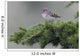 Ruby-Crowned Kinglet Perched Wall Mural