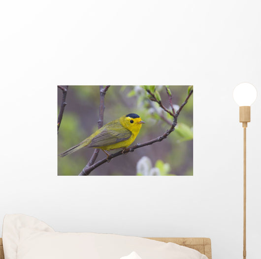A Male Wilson's Warbler Perched In A Willow Wall Mural