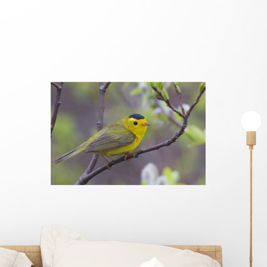 A Male Wilson's Warbler Perched In A Willow Wall Mural