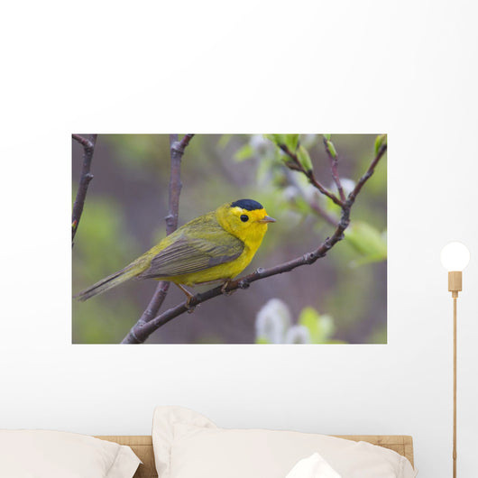 A Male Wilson's Warbler Perched In A Willow Wall Mural