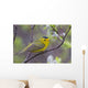 A Male Wilson's Warbler Perched In A Willow Wall Mural