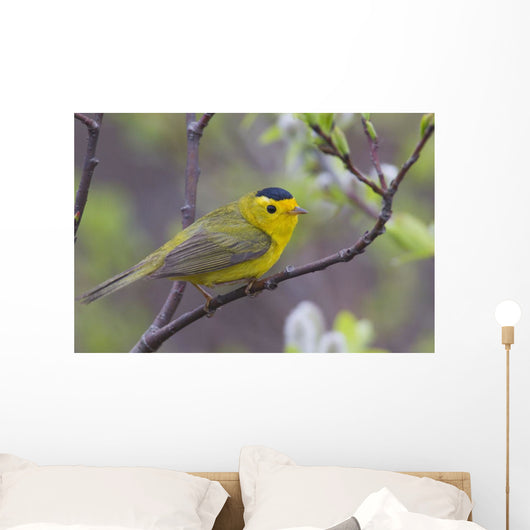 A Male Wilson's Warbler Perched In A Willow Wall Mural