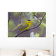 A Male Wilson's Warbler Perched In A Willow Wall Mural