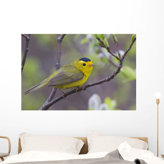 A Male Wilson's Warbler Perched In A Willow Wall Mural