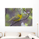 A Male Wilson's Warbler Perched In A Willow Wall Mural