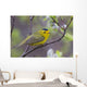 A Male Wilson's Warbler Perched In A Willow Wall Mural