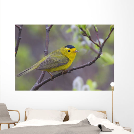 A Male Wilson's Warbler Perched In A Willow Wall Mural