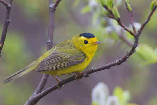 A Male Wilson's Warbler Perched In A Willow Wall Mural
