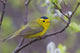 A Male Wilson's Warbler Perched In A Willow Wall Mural