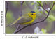 A Male Wilson's Warbler Perched In A Willow Wall Mural