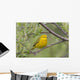 A Male Yellow Warbler Perched In A Willow Wall Mural