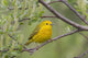 A Male Yellow Warbler Perched In A Willow Wall Mural