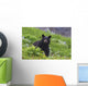 Black Bear Standing In Alpine Vegetation Wall Mural