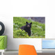 Black Bear Standing In Alpine Vegetation Wall Mural