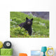 Black Bear Standing In Alpine Vegetation Wall Mural