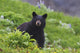 Black Bear Standing In Alpine Vegetation Wall Mural