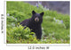 Black Bear Standing In Alpine Vegetation Wall Mural