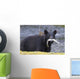 Black Bear With Pink Salmon In Its Mouth Alongside A Stream Wall Mural