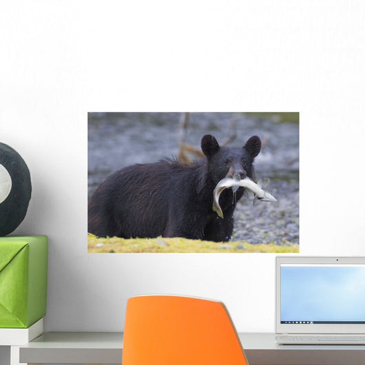 Black Bear With Pink Salmon In Its Mouth Alongside A Stream Wall Mural