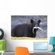 Black Bear With Pink Salmon In Its Mouth Alongside A Stream Wall Mural