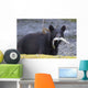 Black Bear With Pink Salmon In Its Mouth Alongside A Stream Wall Mural