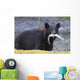 Black Bear With Pink Salmon In Its Mouth Alongside A Stream Wall Mural