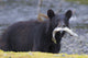 Black Bear With Pink Salmon In Its Mouth Alongside A Stream Wall Mural