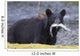 Black Bear With Pink Salmon In Its Mouth Alongside A Stream Wall Mural