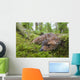 Black-Tailed Deer Fawn Lying In Moss Covered Rainforest Wall Mural