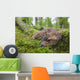 Black-Tailed Deer Fawn Lying In Moss Covered Rainforest Wall Mural