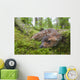 Black-Tailed Deer Fawn Lying In Moss Covered Rainforest Wall Mural