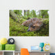Black-Tailed Deer Fawn Lying In Moss Covered Rainforest Wall Mural