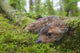 Black-Tailed Deer Fawn Lying In Moss Covered Rainforest Wall Mural
