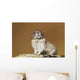 Collared Pika Sitting Wall Mural