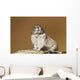 Collared Pika Sitting Wall Mural