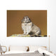 Collared Pika Sitting Wall Mural