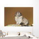 Collared Pika Sitting Wall Mural