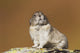 Collared Pika Sitting Wall Mural