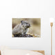 Collared Pika Carrying Mouth Full Of Lichen To Store Wall Mural