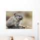 Collared Pika Carrying Mouth Full Of Lichen To Store Wall Mural