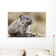 Collared Pika Carrying Mouth Full Of Lichen To Store Wall Mural