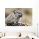 Collared Pika Carrying Mouth Full Of Lichen To Store Wall Mural