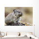 Collared Pika Carrying Mouth Full Of Lichen To Store Wall Mural
