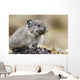 Collared Pika Carrying Mouth Full Of Lichen To Store Wall Mural