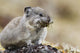 Collared Pika Carrying Mouth Full Of Lichen To Store Wall Mural